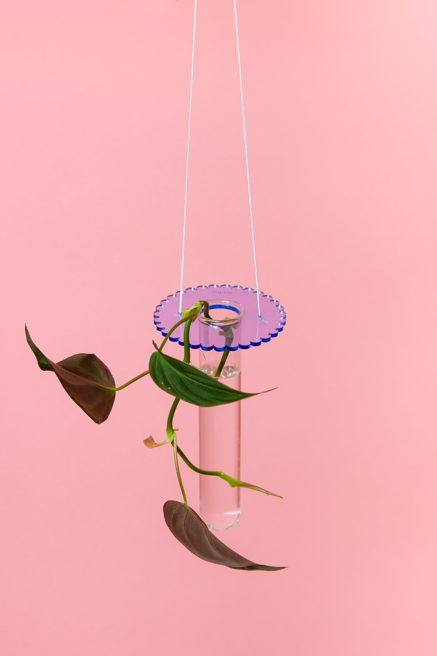 Acrylic Prop Drop - Coloured Scallop