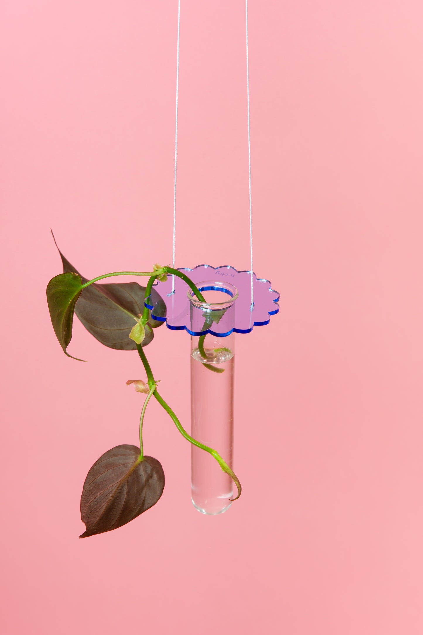 Acrylic Prop Drop - Coloured Frill Fluro Blue