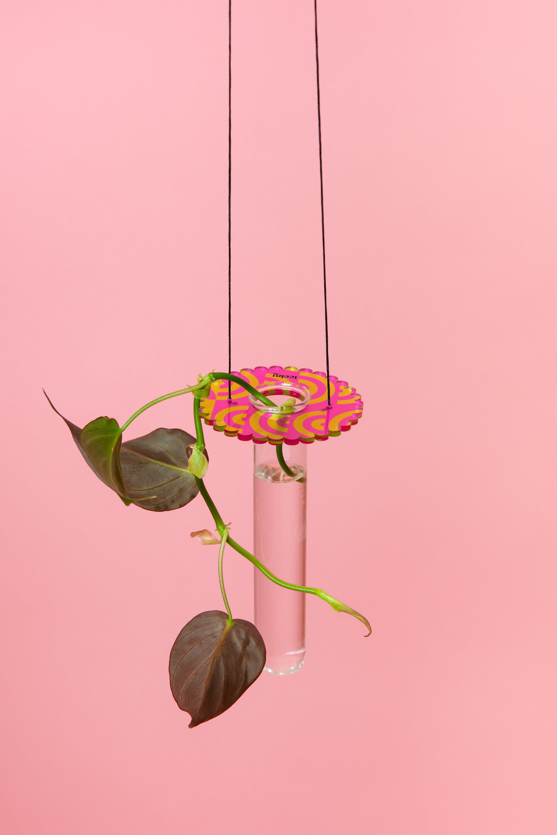 Acrylic Prop Drop - Printed Pink & Lime Arch (Scallop)