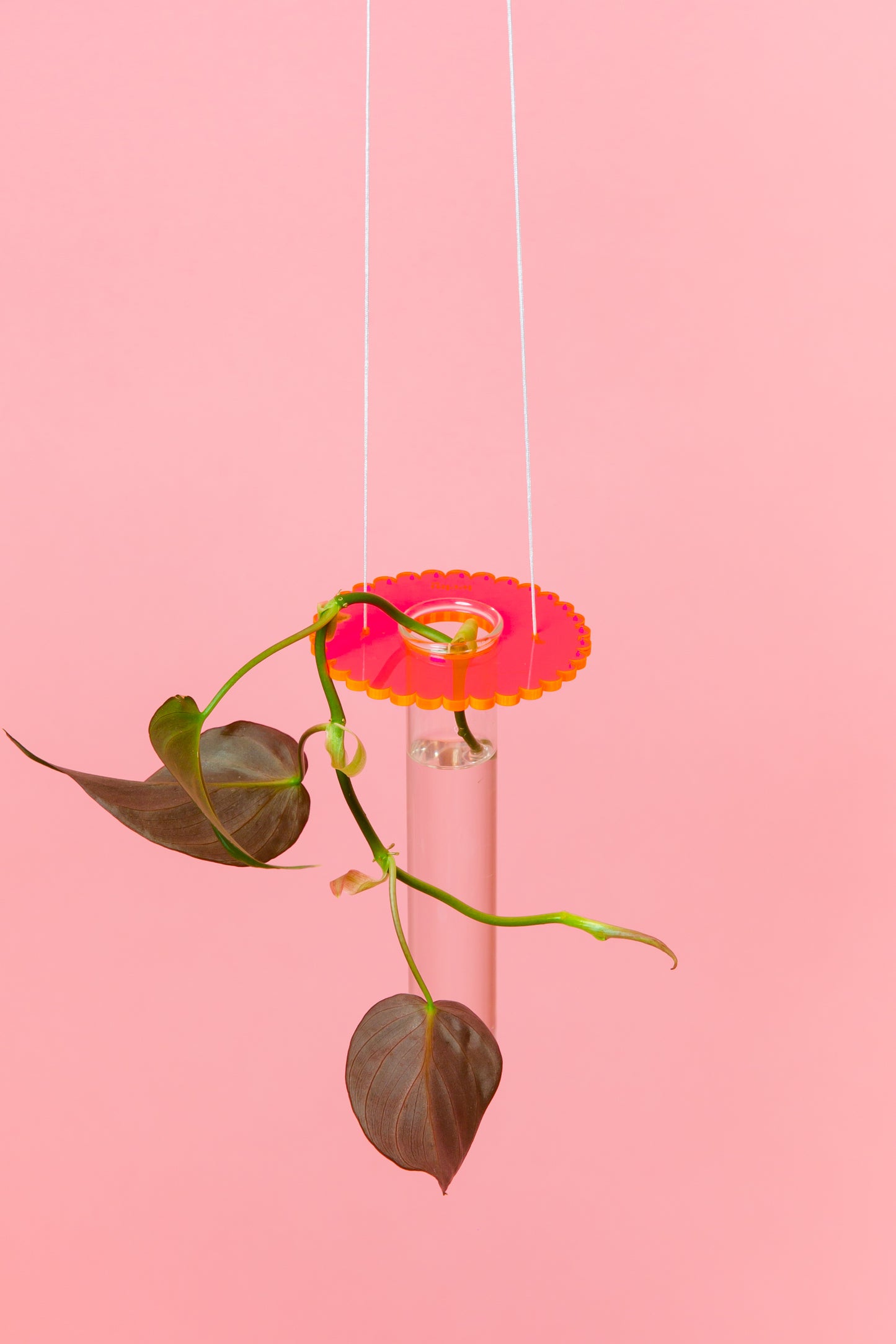 Acrylic Prop Drop - Coloured Scallop Fluro Pink
