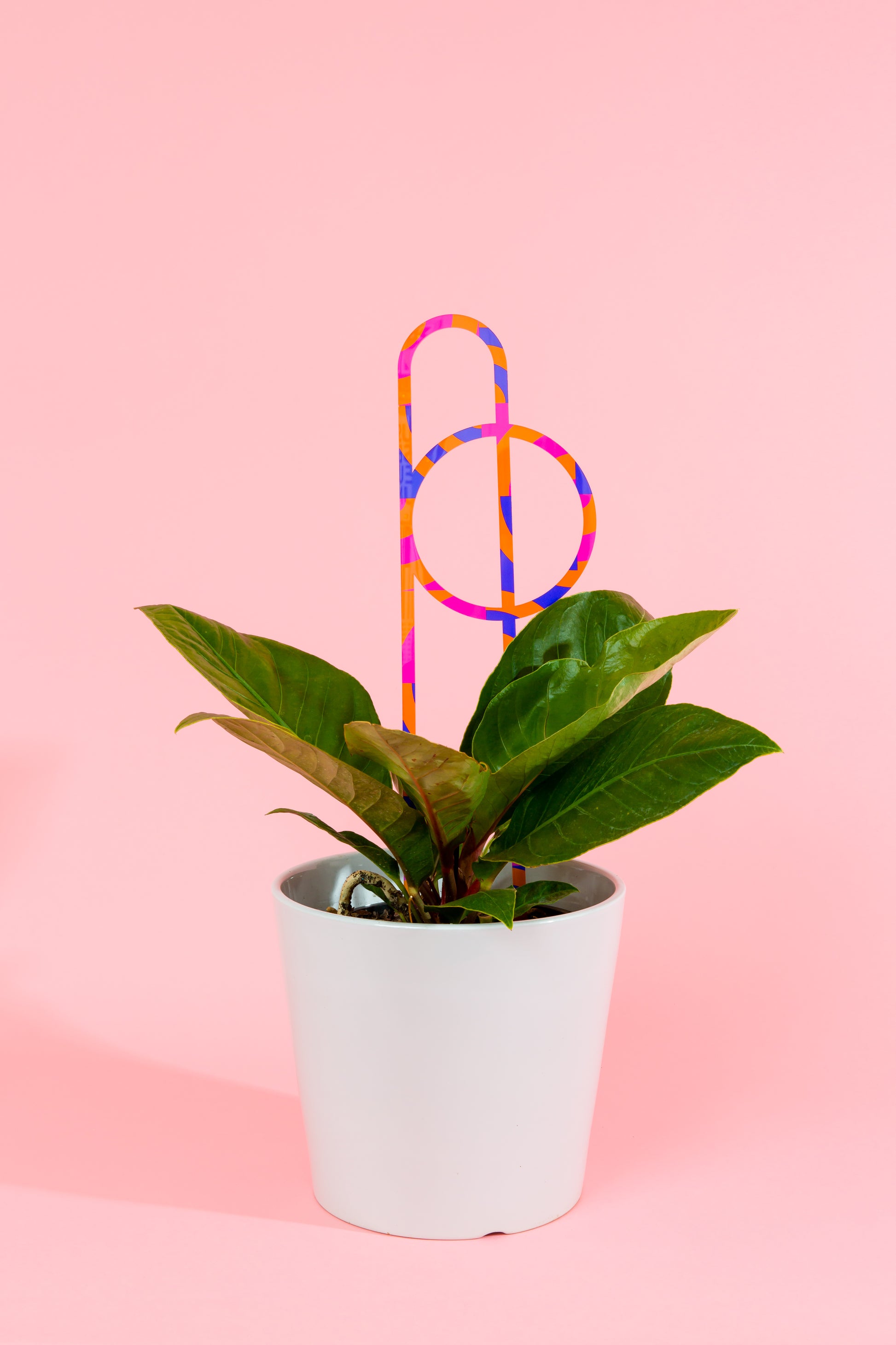 Acrylic Plant Stake 2 - Printed Large Blue, Orange & Magenta Swirl