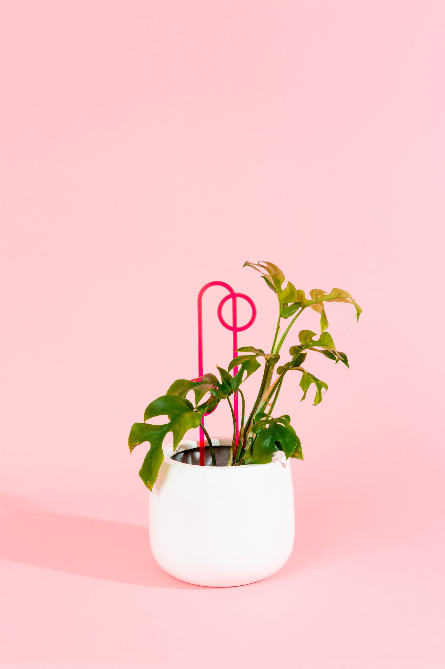 Acrylic Plant Stake 1 - Small