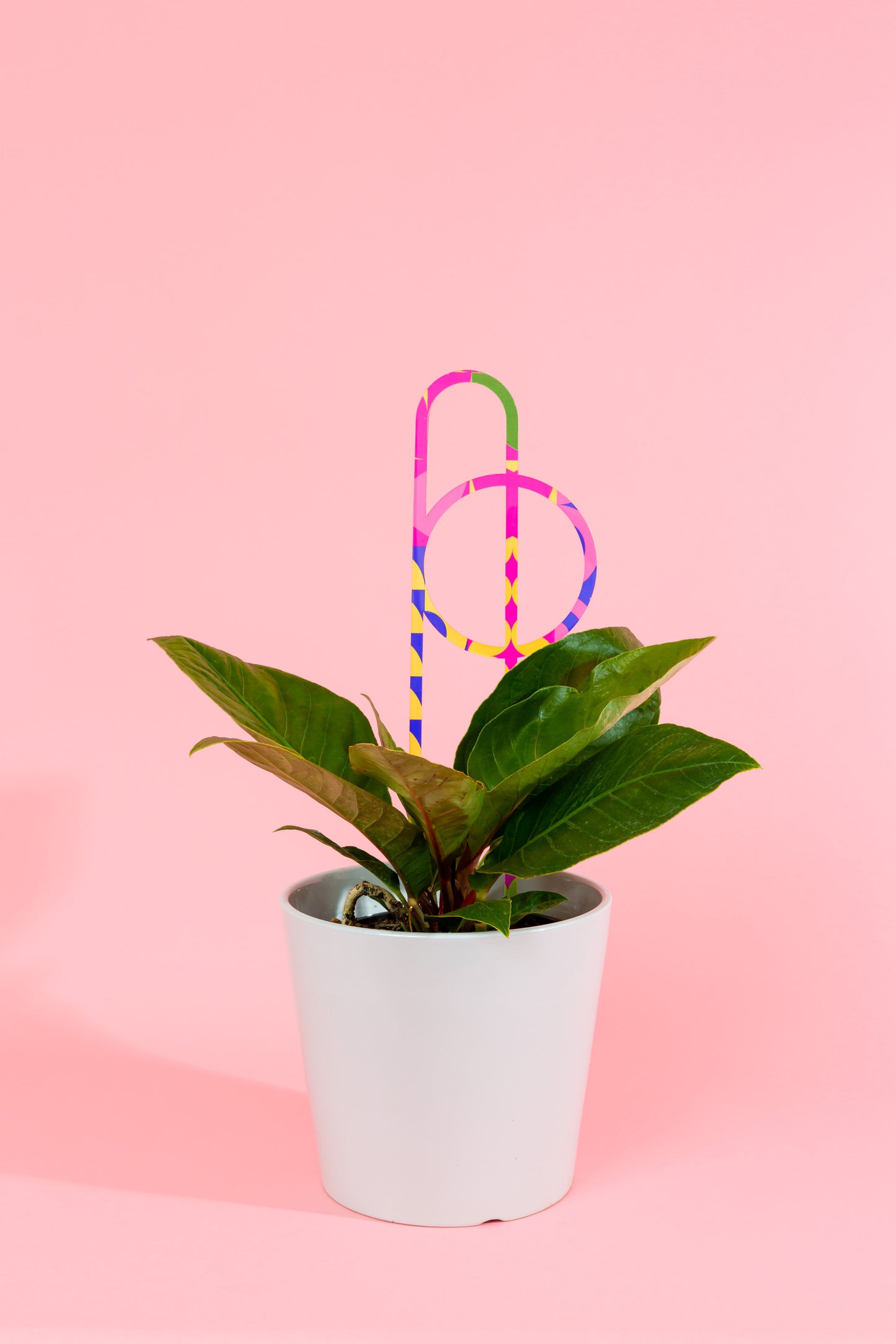 Acrylic Plant Stake 2 - Printed Large Bright Squiggle & Curve