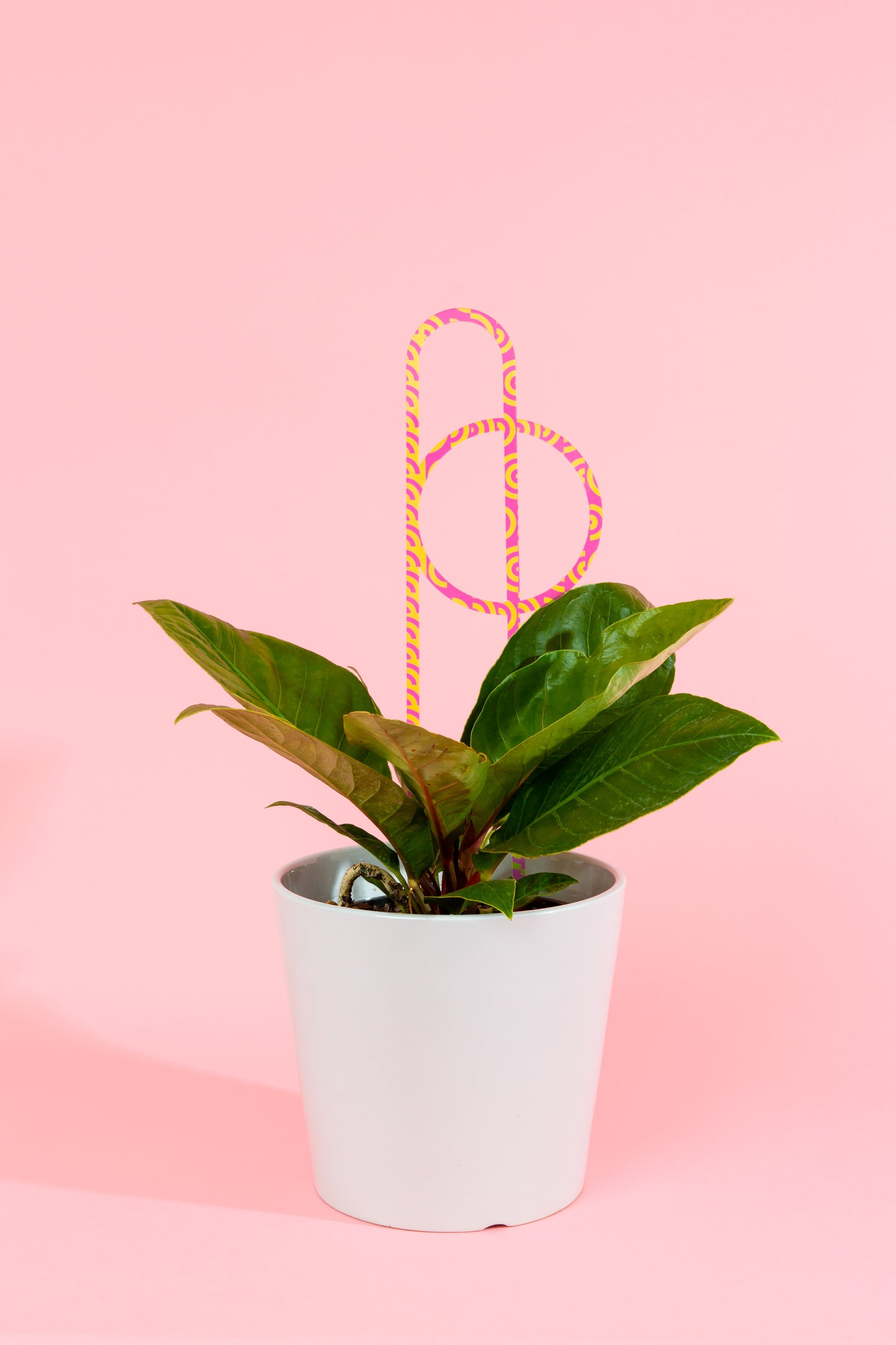 Acrylic Plant Stake 2 - Printed Large Pink & Lime Arch