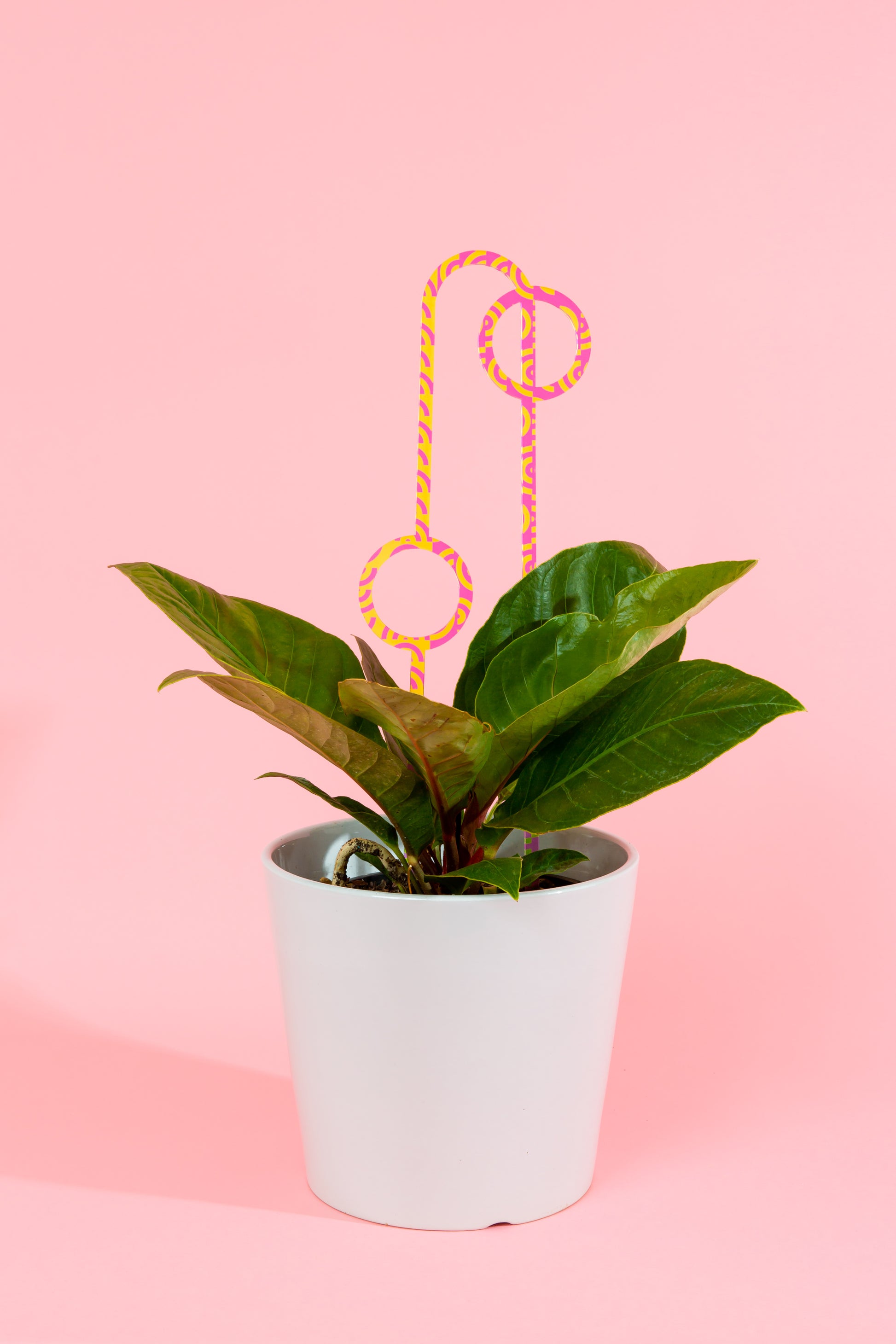Acrylic Plant Stake 1 - Printed Large Pink & Lime Arch