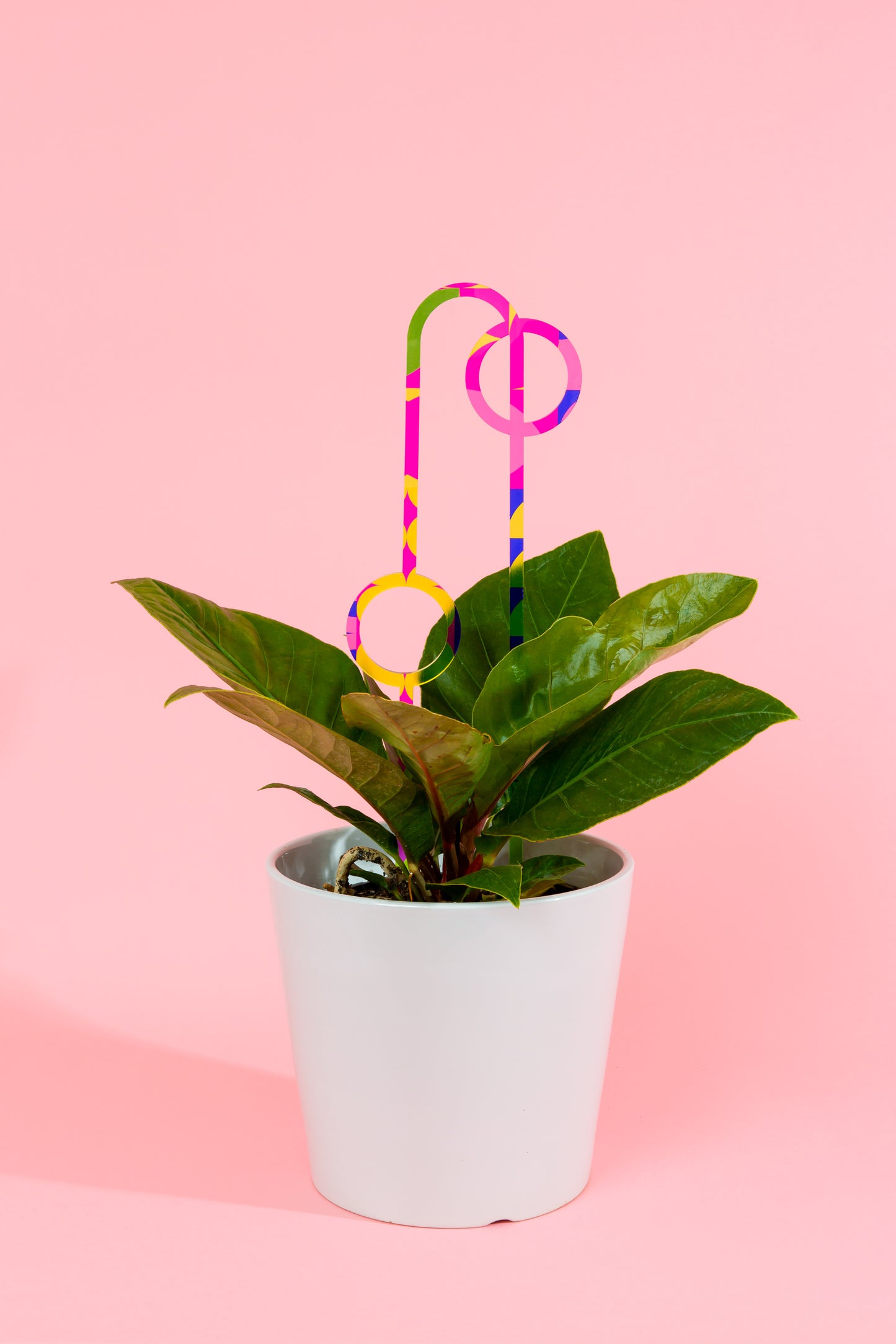 Acrylic Plant Stake 1 - Printed Large Bright Squiggle & Curve